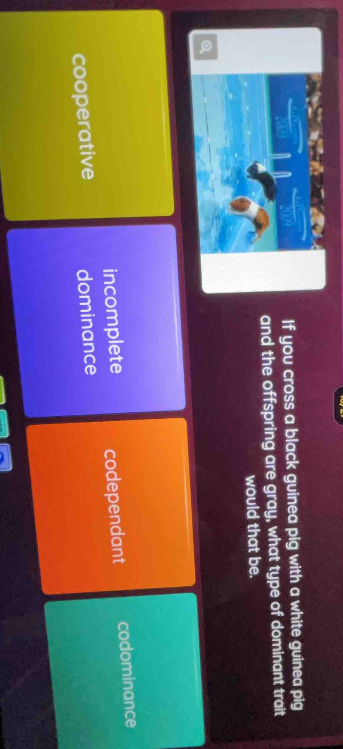 if you cross a black guinea pig with a white guinea pig and the offspri…