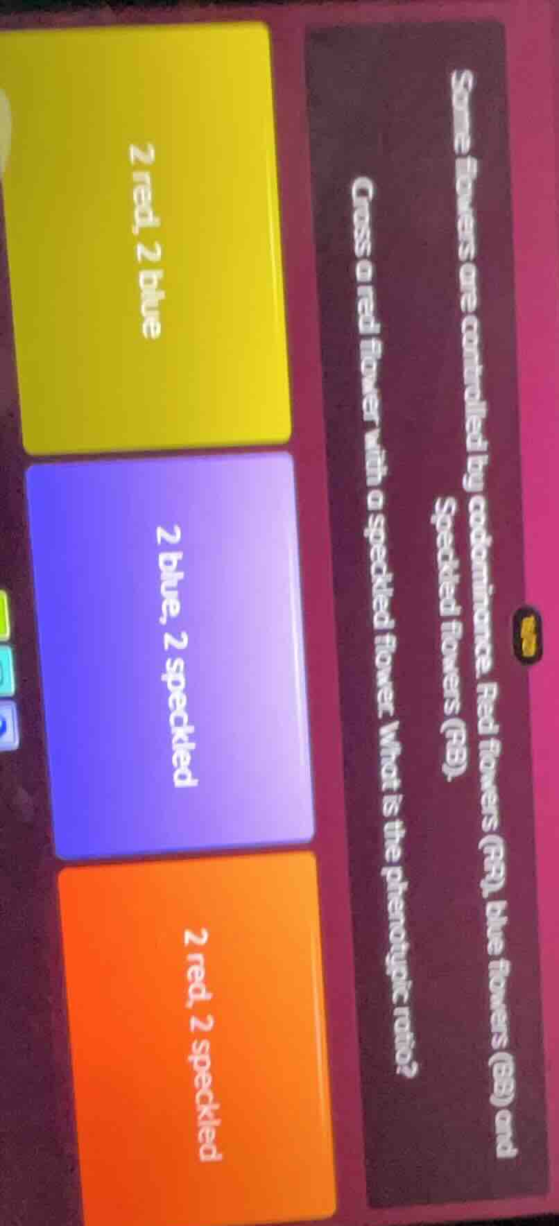 some flowers are controlled by codominance. red flowers (rr), blue flow…