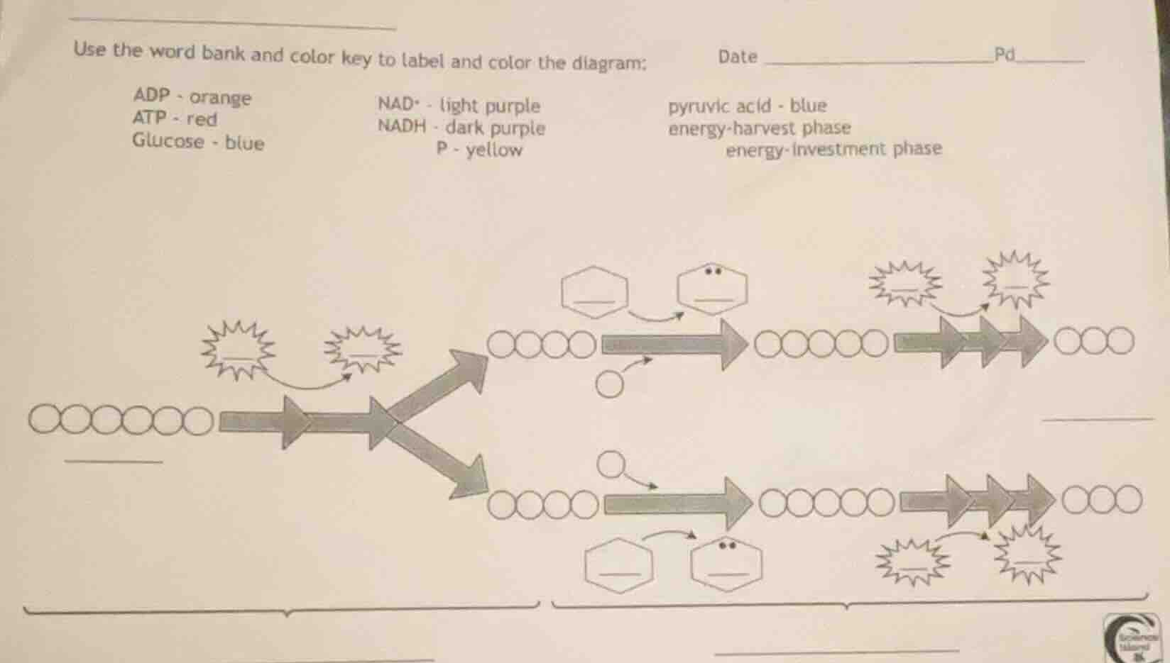 use the word bank and color key to label and color the diagram; date pd…