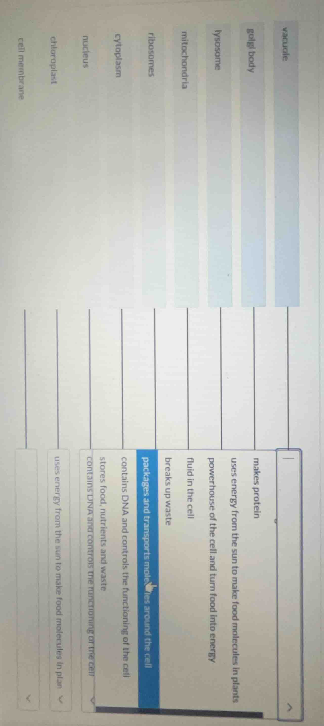 vacuole golgi body lysosome mitochondria ribosomes cytoplasm nucleus ch…