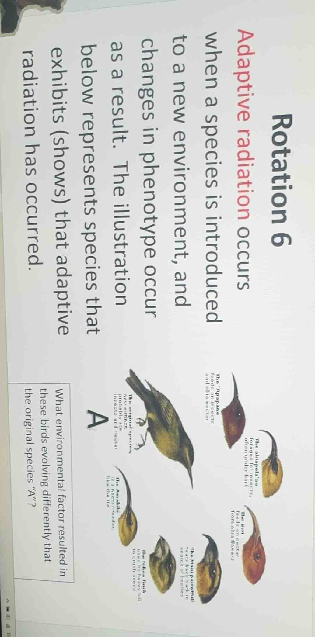 rotation 6 adaptive radiation occurs when a species is introduced to a …