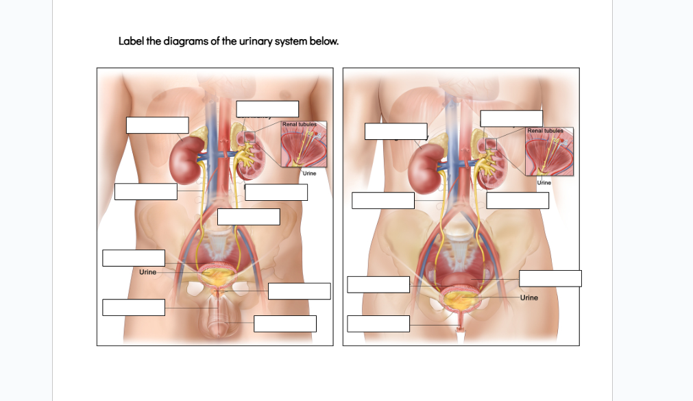 label the diagrams of the urinary system below.