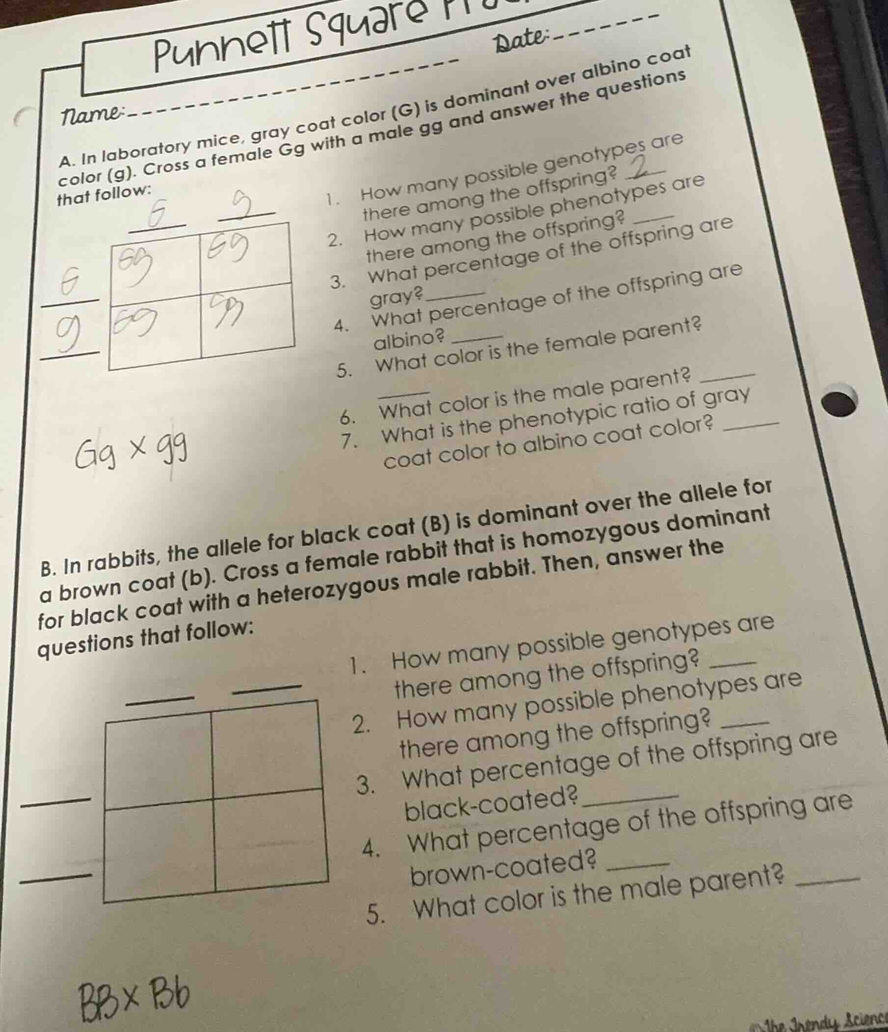 punnett square name:_______________ date:_______ a. in laboratory mice,…