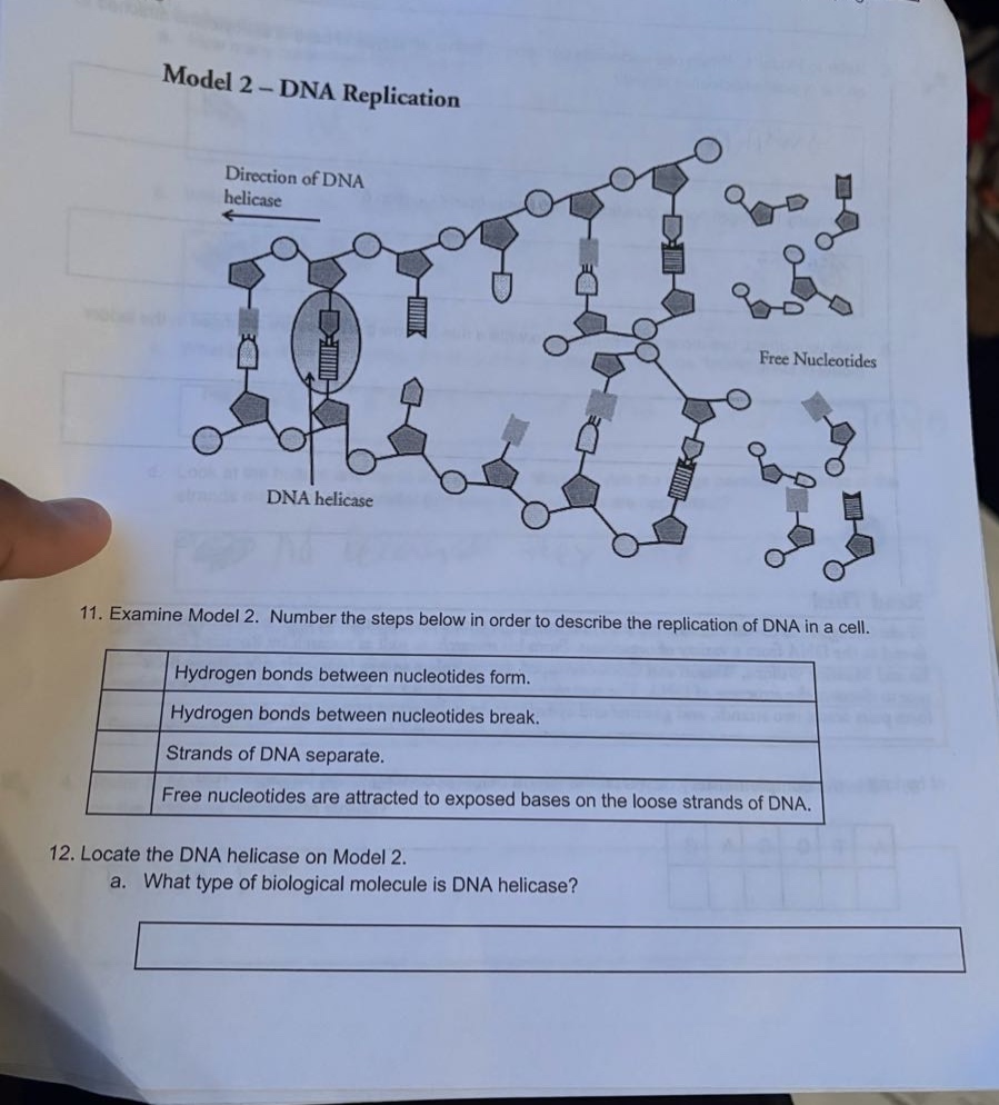 model 2 – dna replication direction of dna helicase free nucleotides dn…