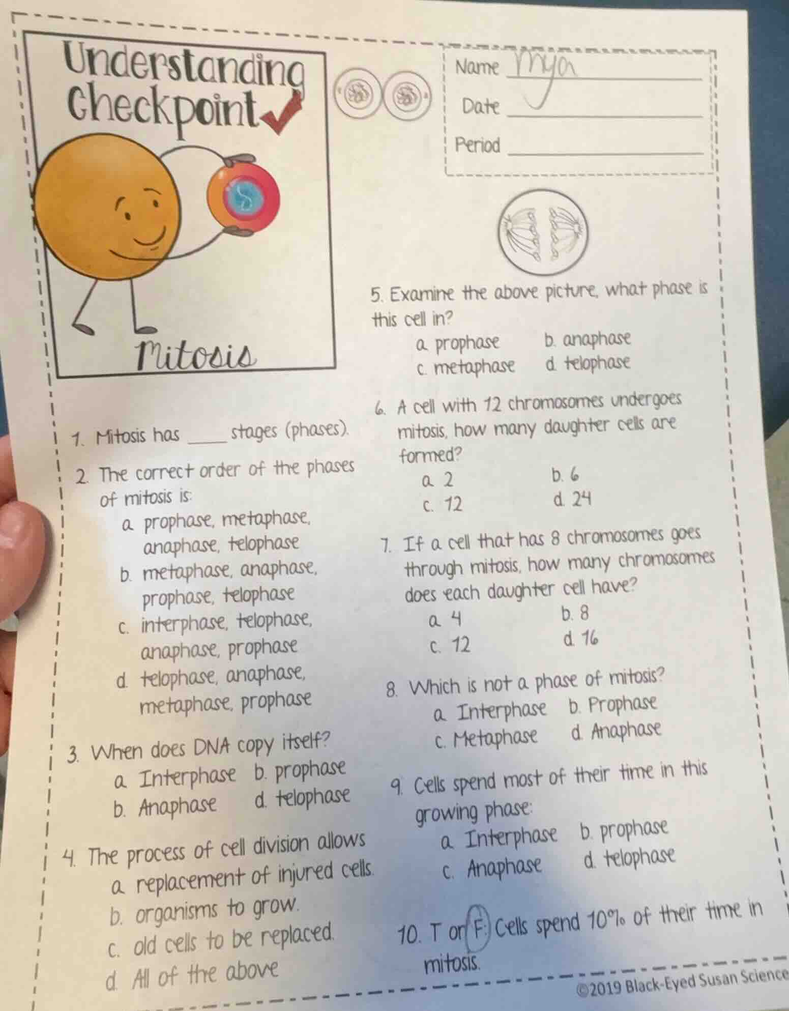 understanding checkpoint mitosis 1. mitosis has ____ stages (phases). 2…