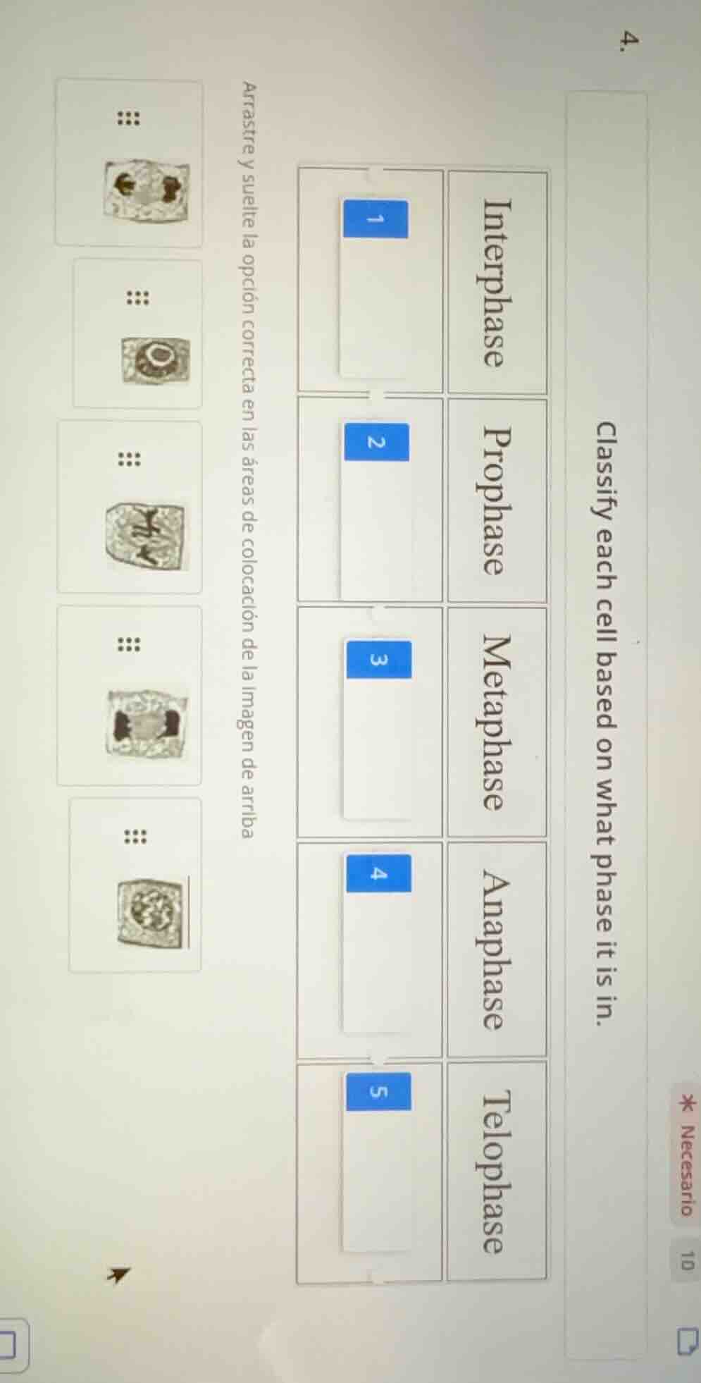 4. classify each cell based on what phase it is in. interphase 1 propha…