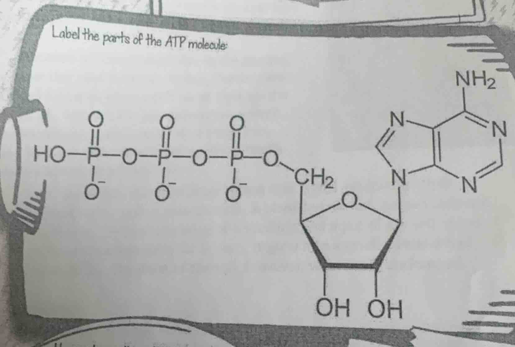 label the parts of the atp molecule: