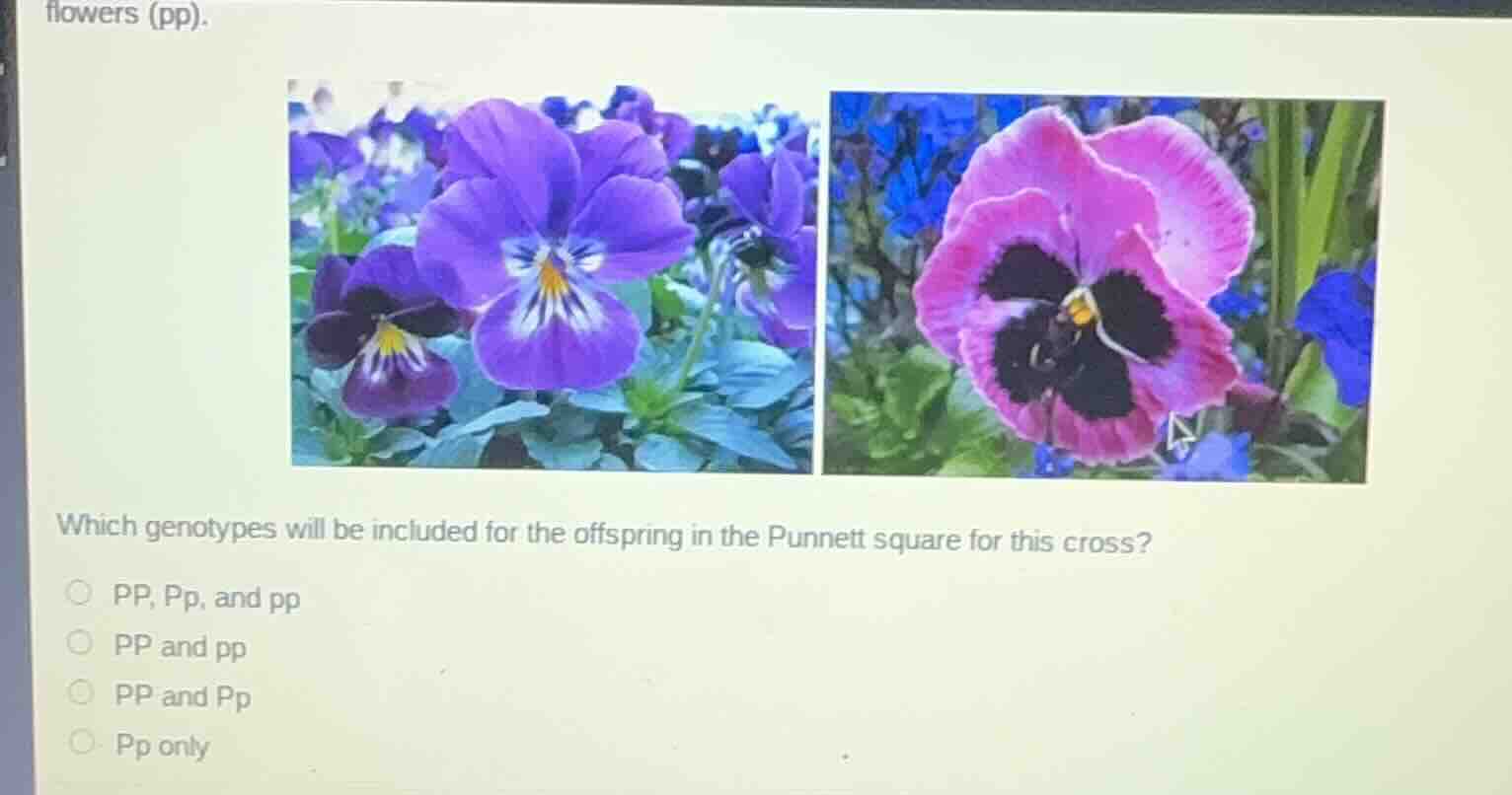 flowers (pp). which genotypes will be included for the offspring in the…