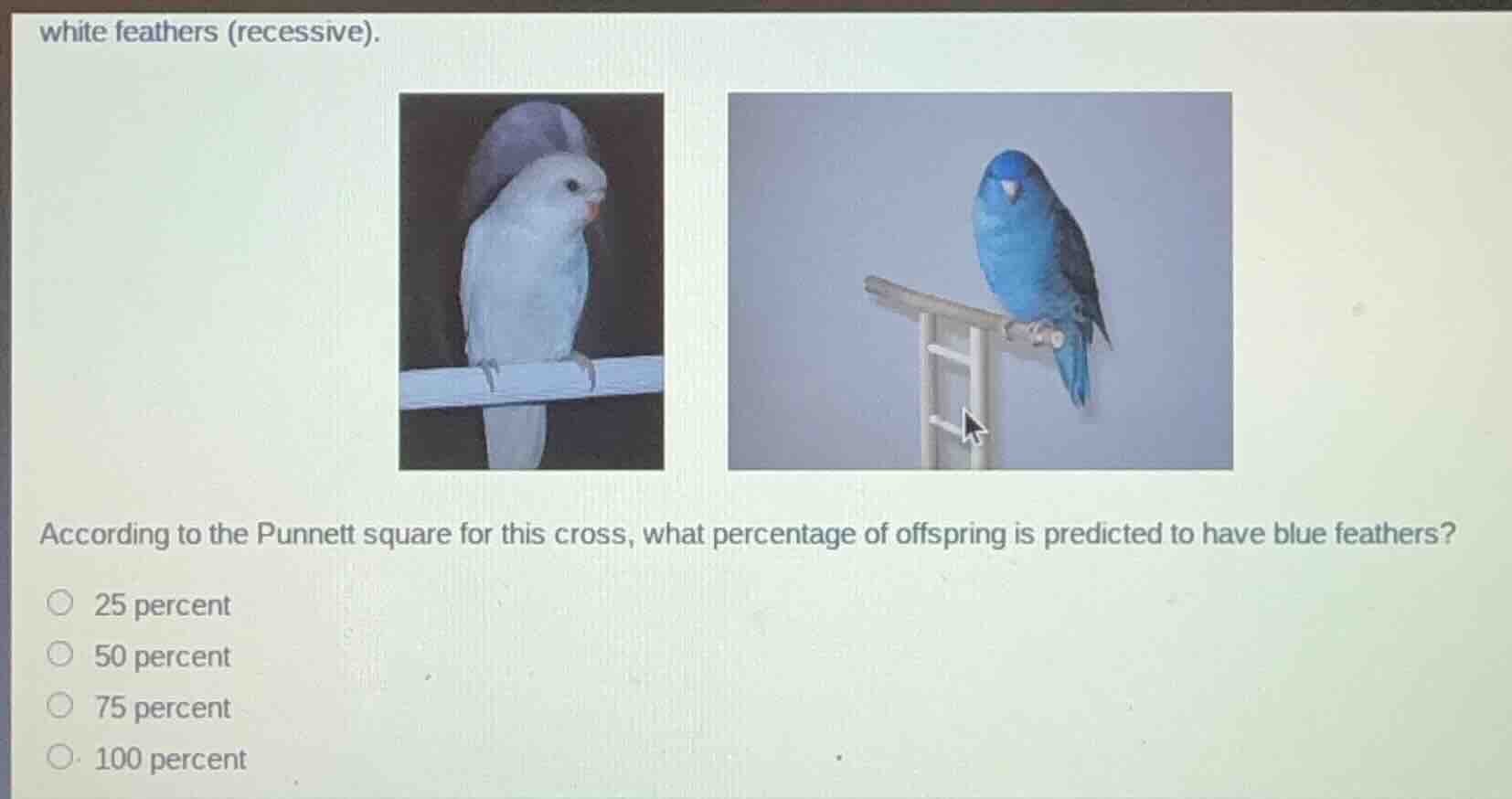 white feathers (recessive). according to the punnett square for this cr…