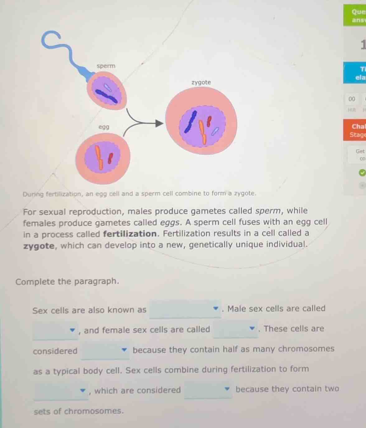 during fertilization, an egg cell and a sperm cell combine to form a zy…