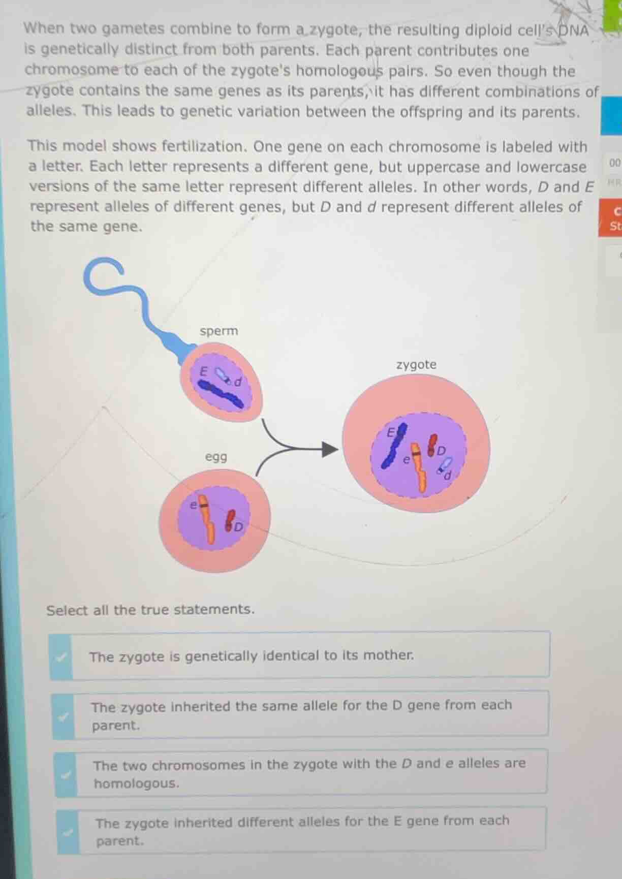 when two gametes combine to form a zygote, the resulting diploid cell’s…