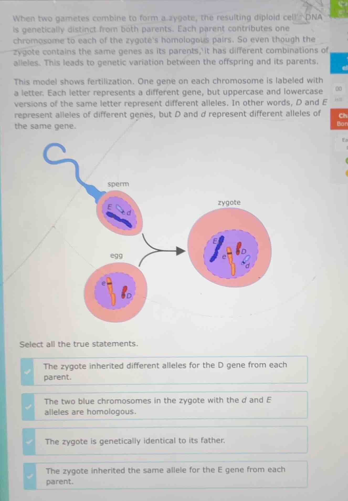 when two gametes combine to form a zygote, the resulting diploid cell’s…