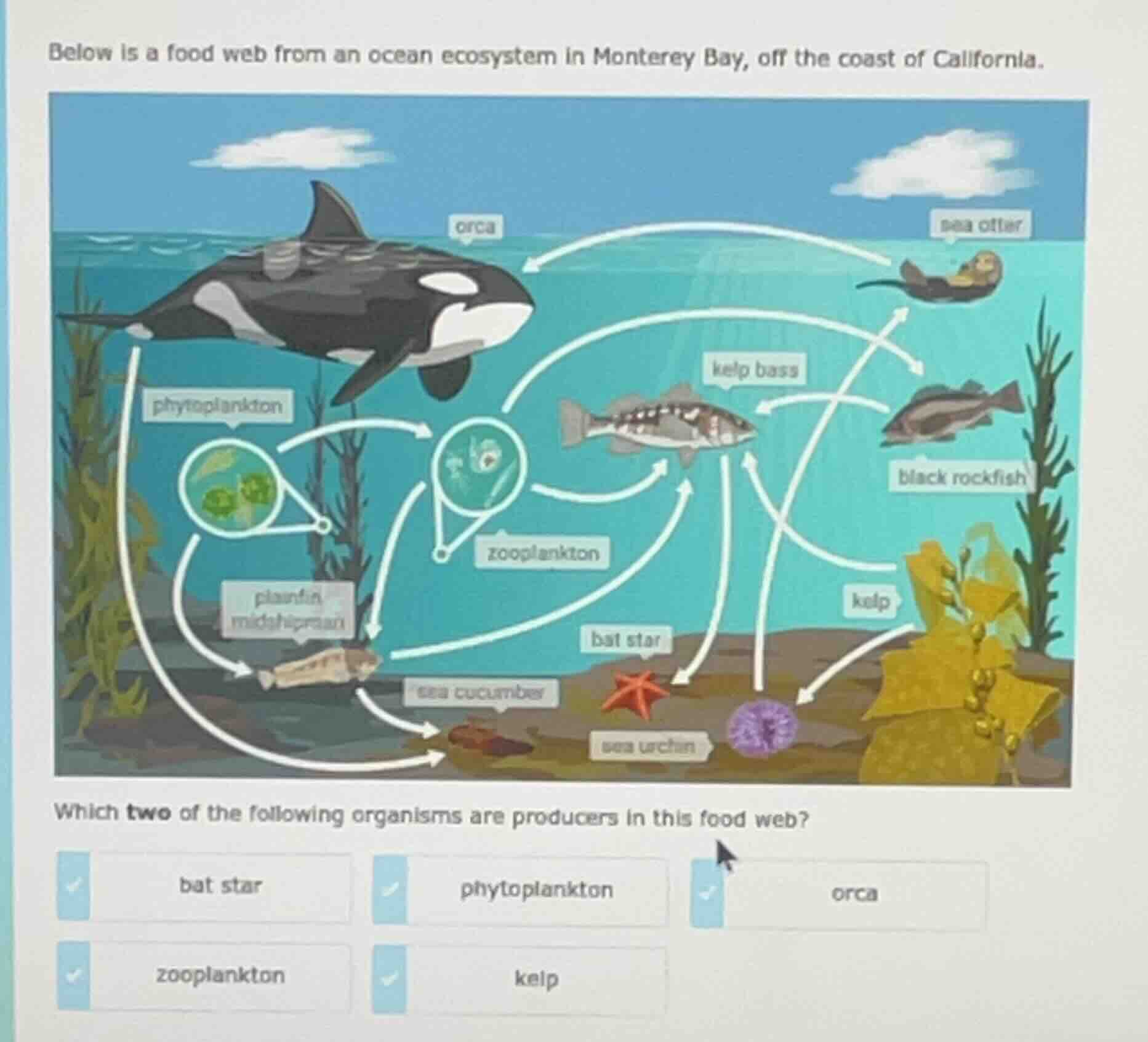below is a food web from an ocean ecosystem in monterey bay, off the co…
