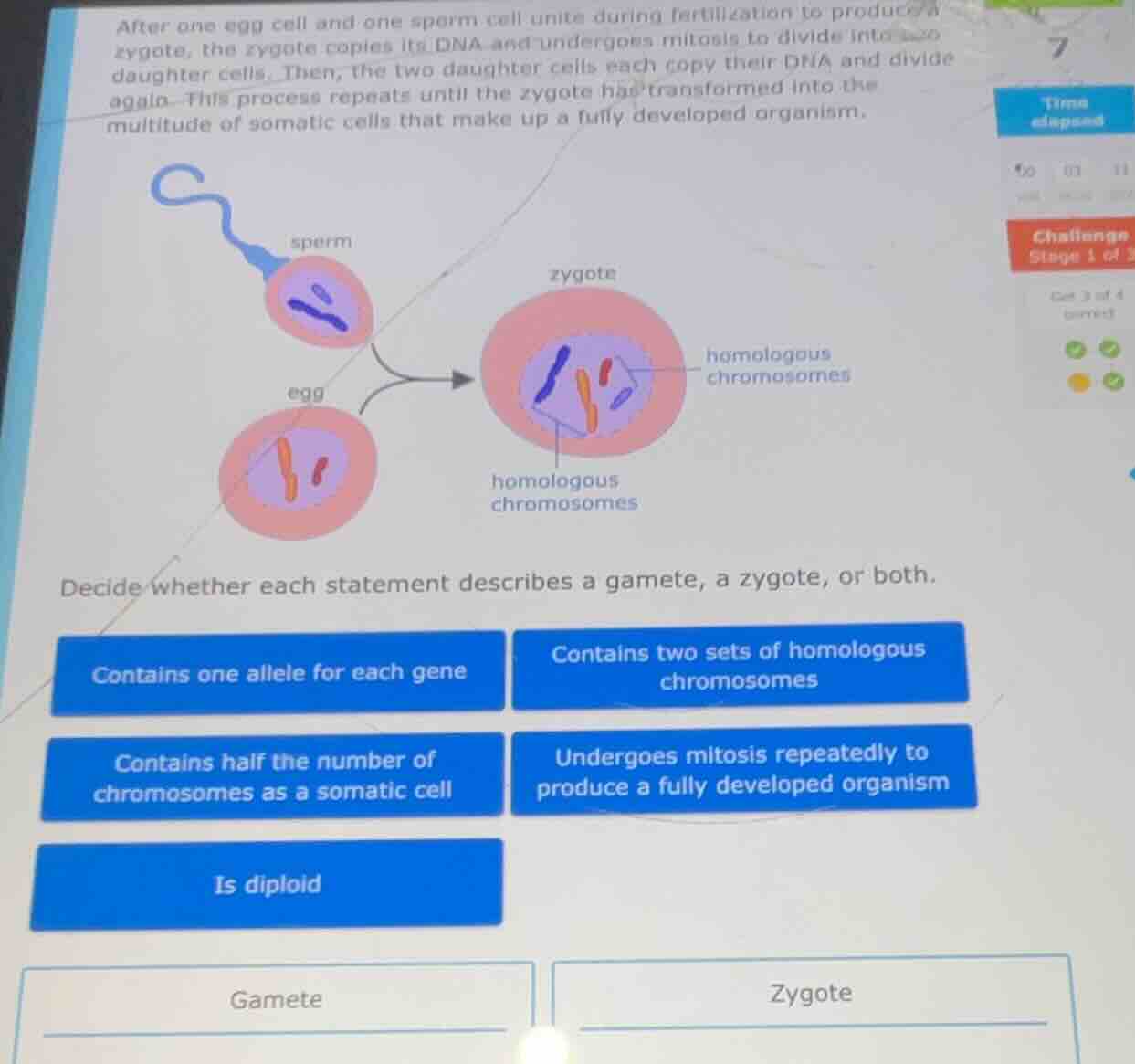 after one egg cell and one sperm cell unite during fertilization to pro…