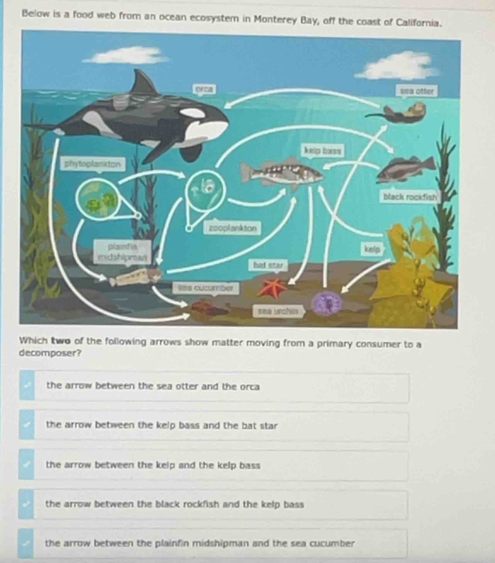 below is a food web from an ocean ecosystem in monterey bay, off the co…