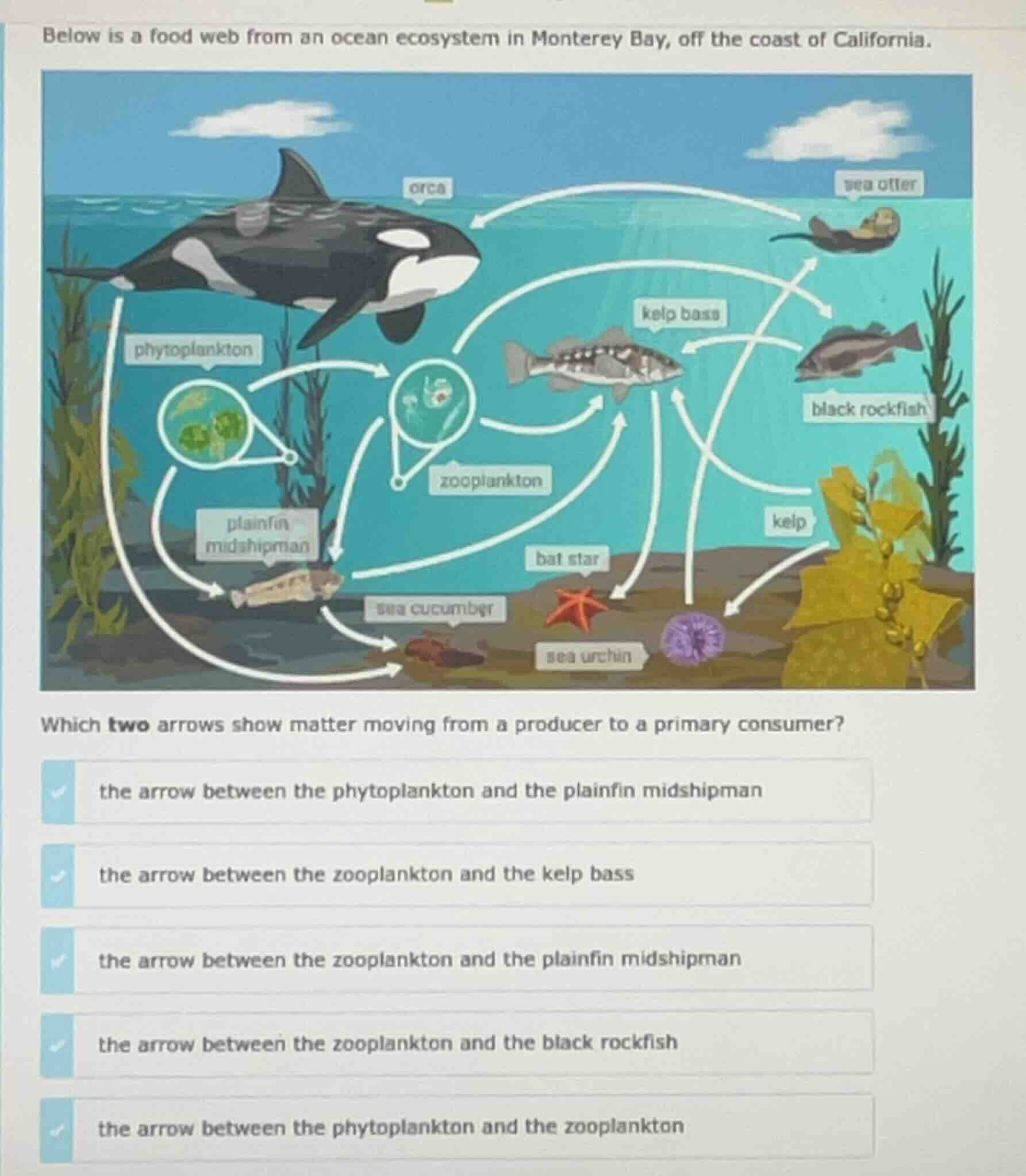 below is a food web from an ocean ecosystem in monterey bay, off the co…