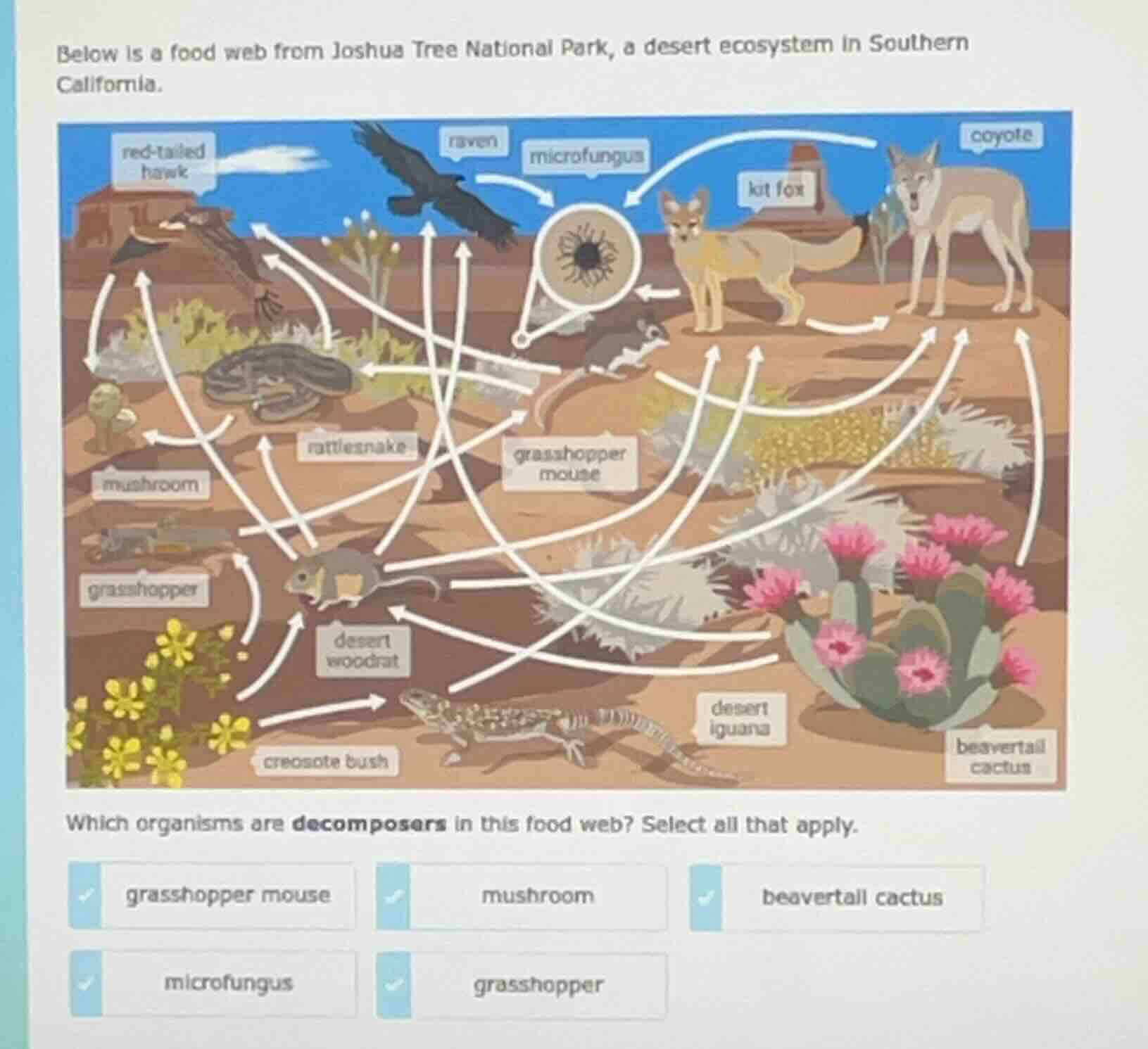 below is a food web from joshua tree national park, a desert ecosystem …