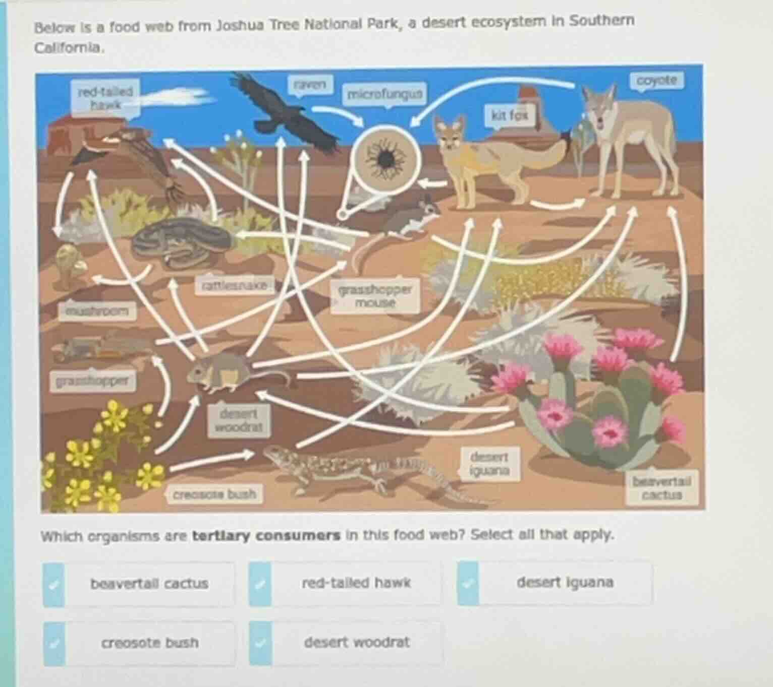 below is a food web from joshua tree national park, a desert ecosystem …