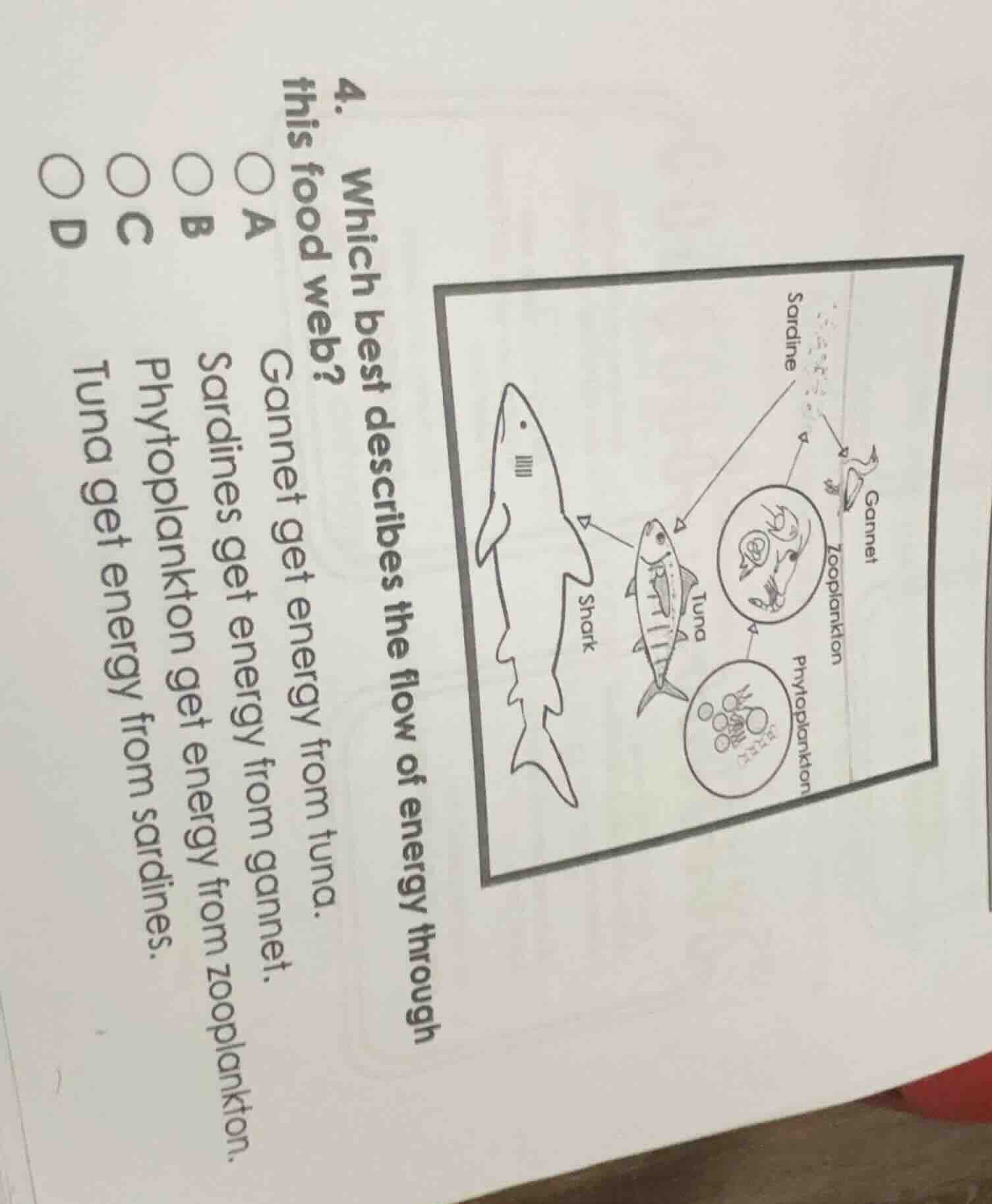 4. which best describes the flow of energy through this food web? a gan…