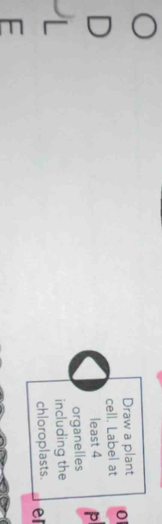 draw a plant cell. label at least 4 organelles including the chloroplas…