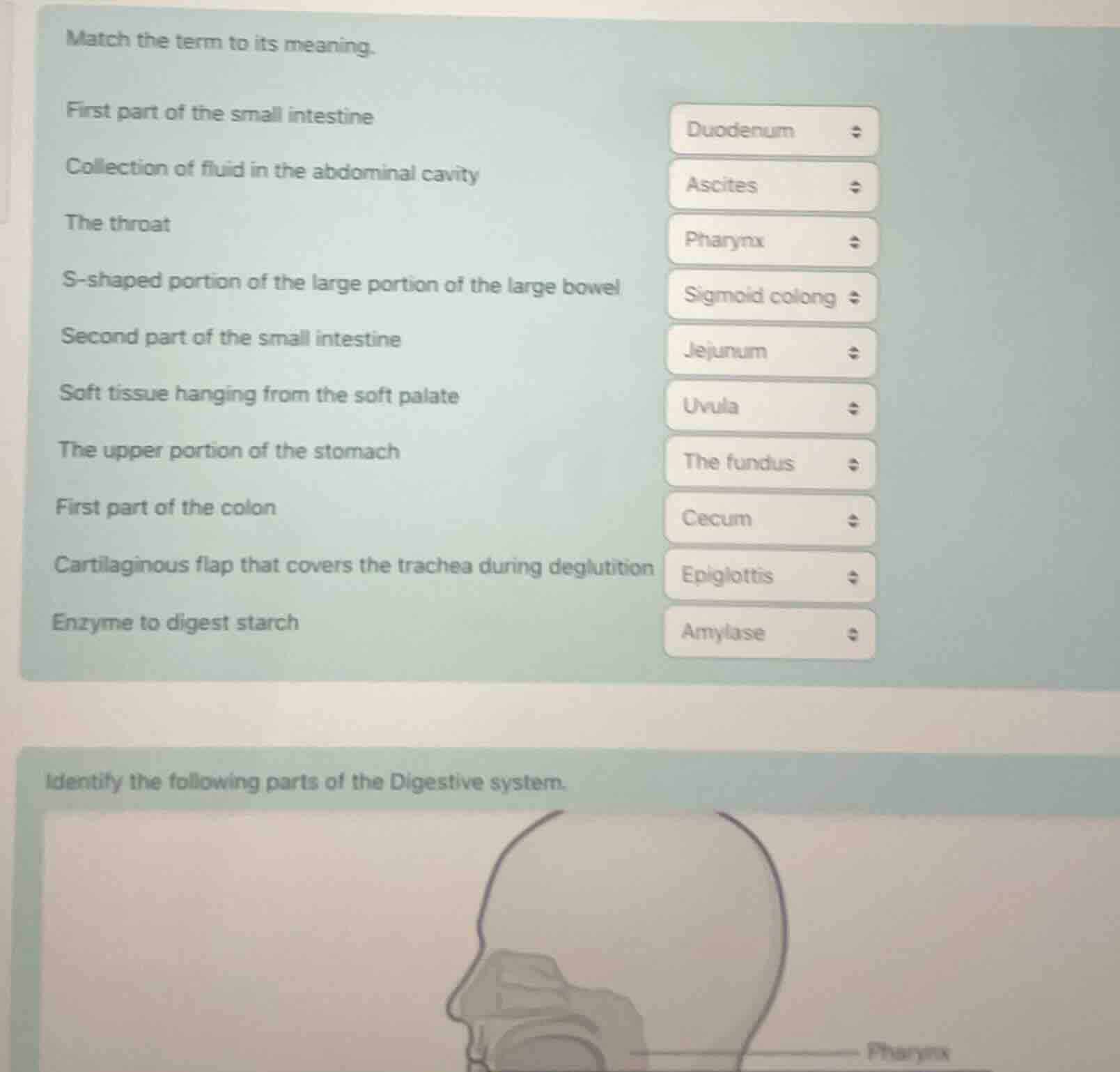 match the term to its meaning. first part of the small intestine collec…