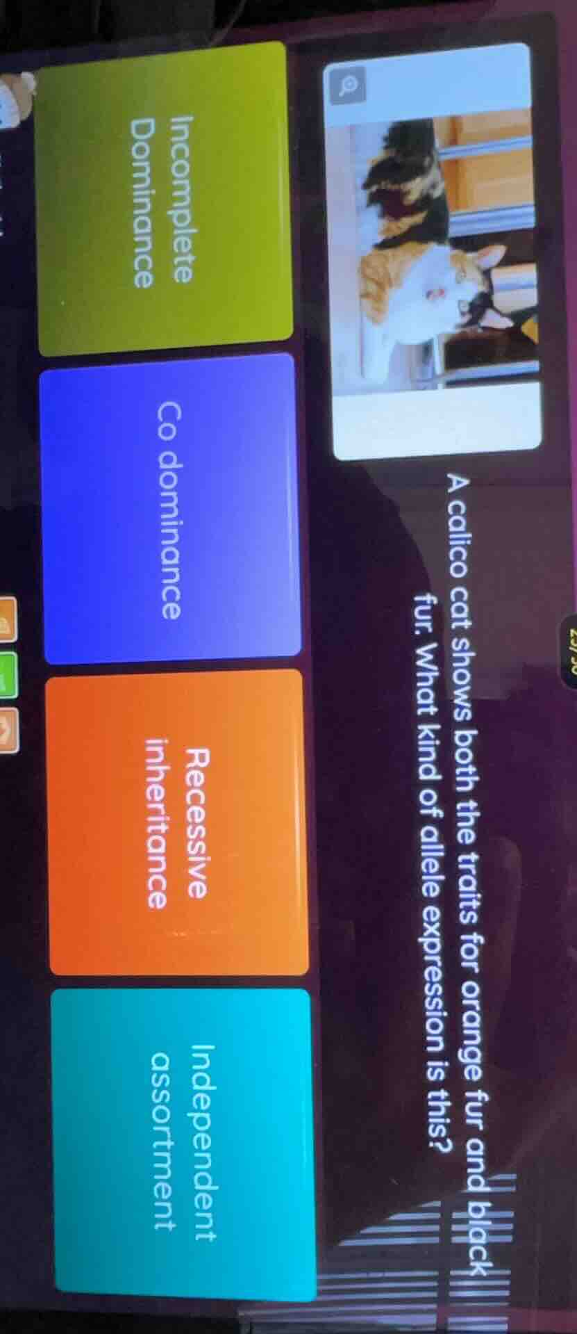 a calico cat shows both the traits for orange fur and black fur. what k…