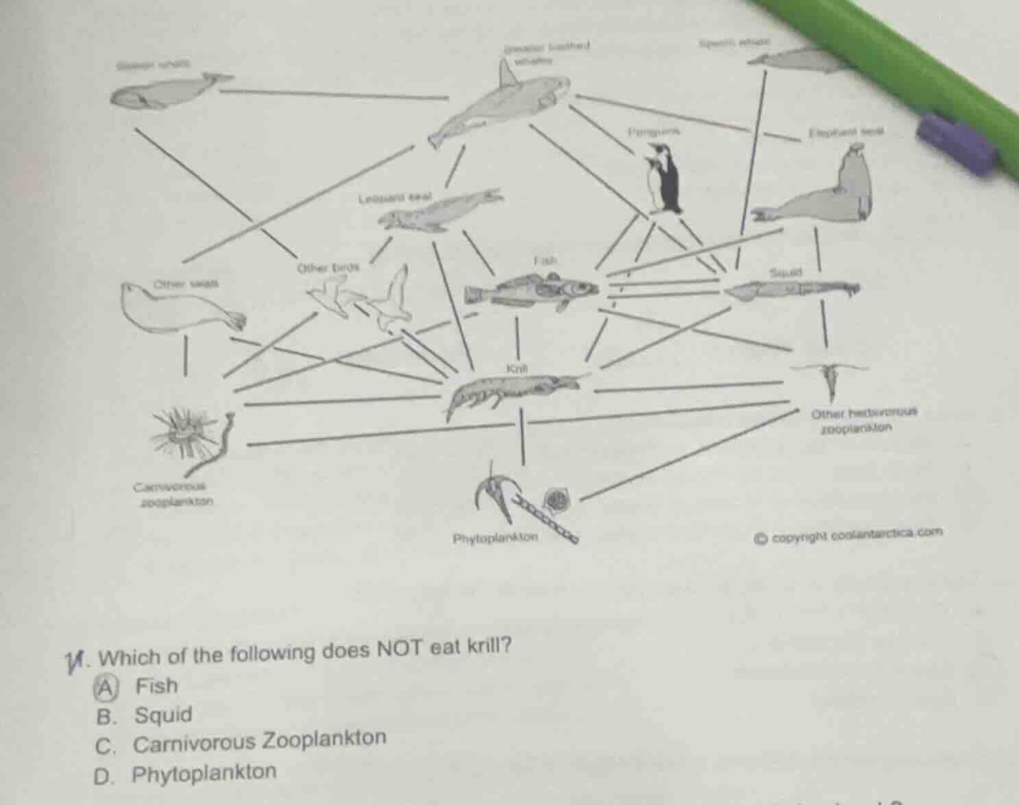 1. which of the following does not eat krill? a fish b. squid c. carniv…