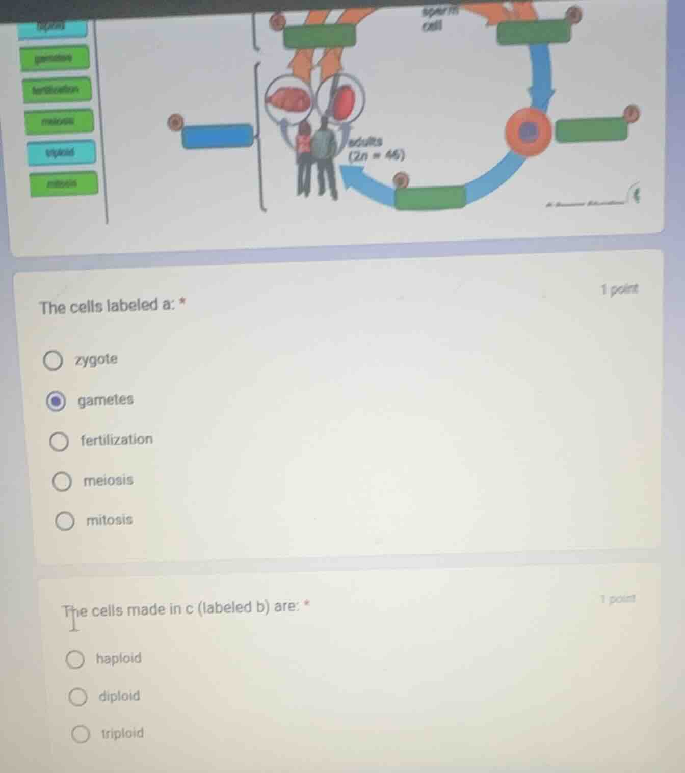 the cells labeled a: * zygote gametes fertilization meiosis mitosis the…