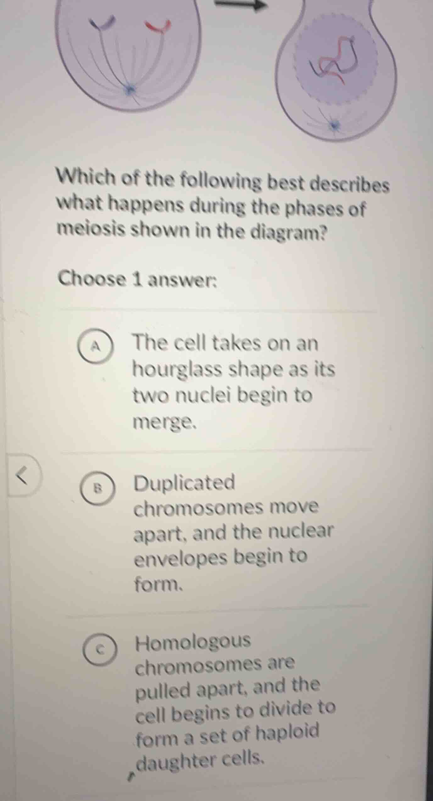 which of the following best describes what happens during the phases of…