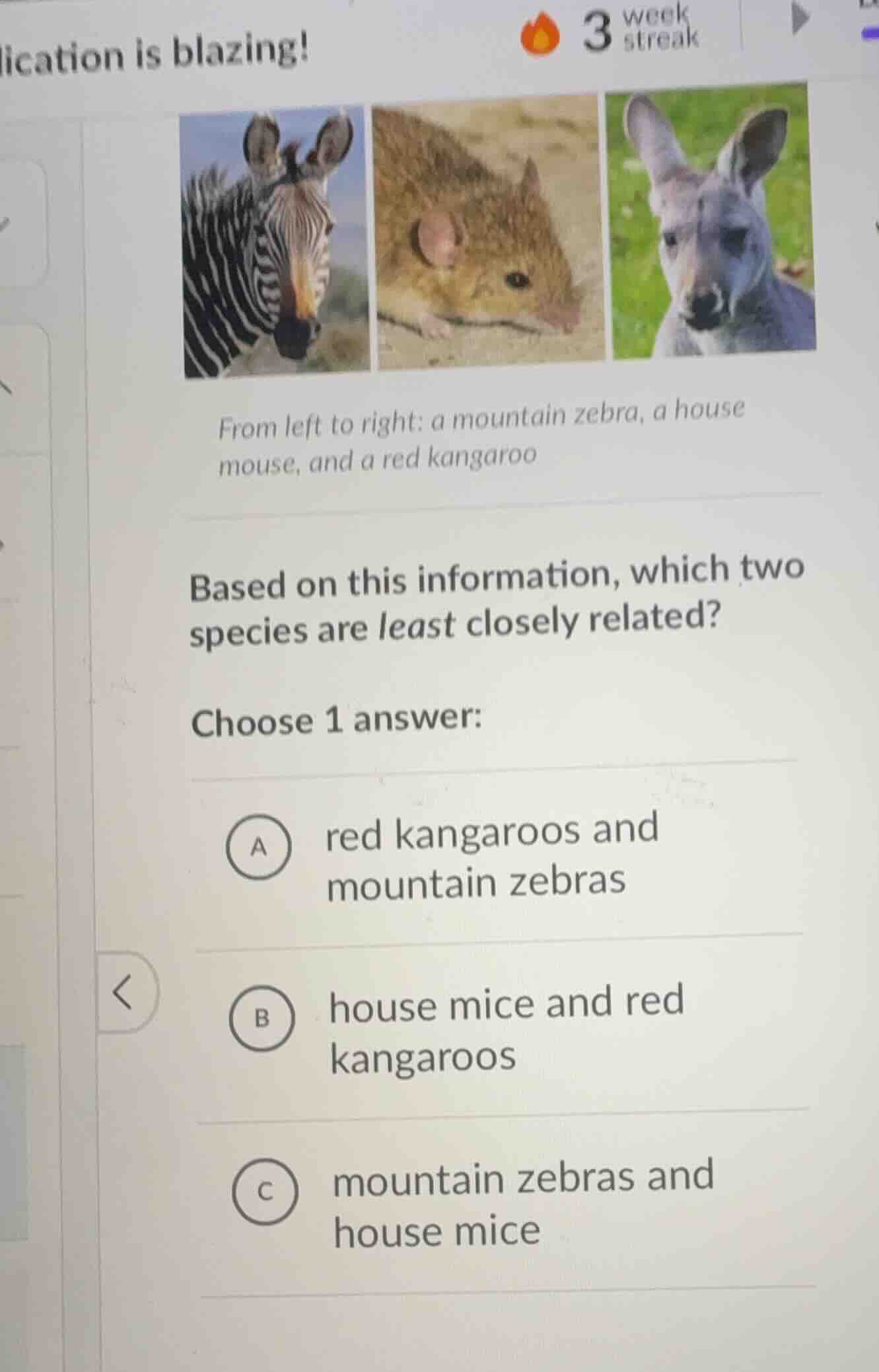 from left to right: a mountain zebra, a house mouse, and a red kangaroo…