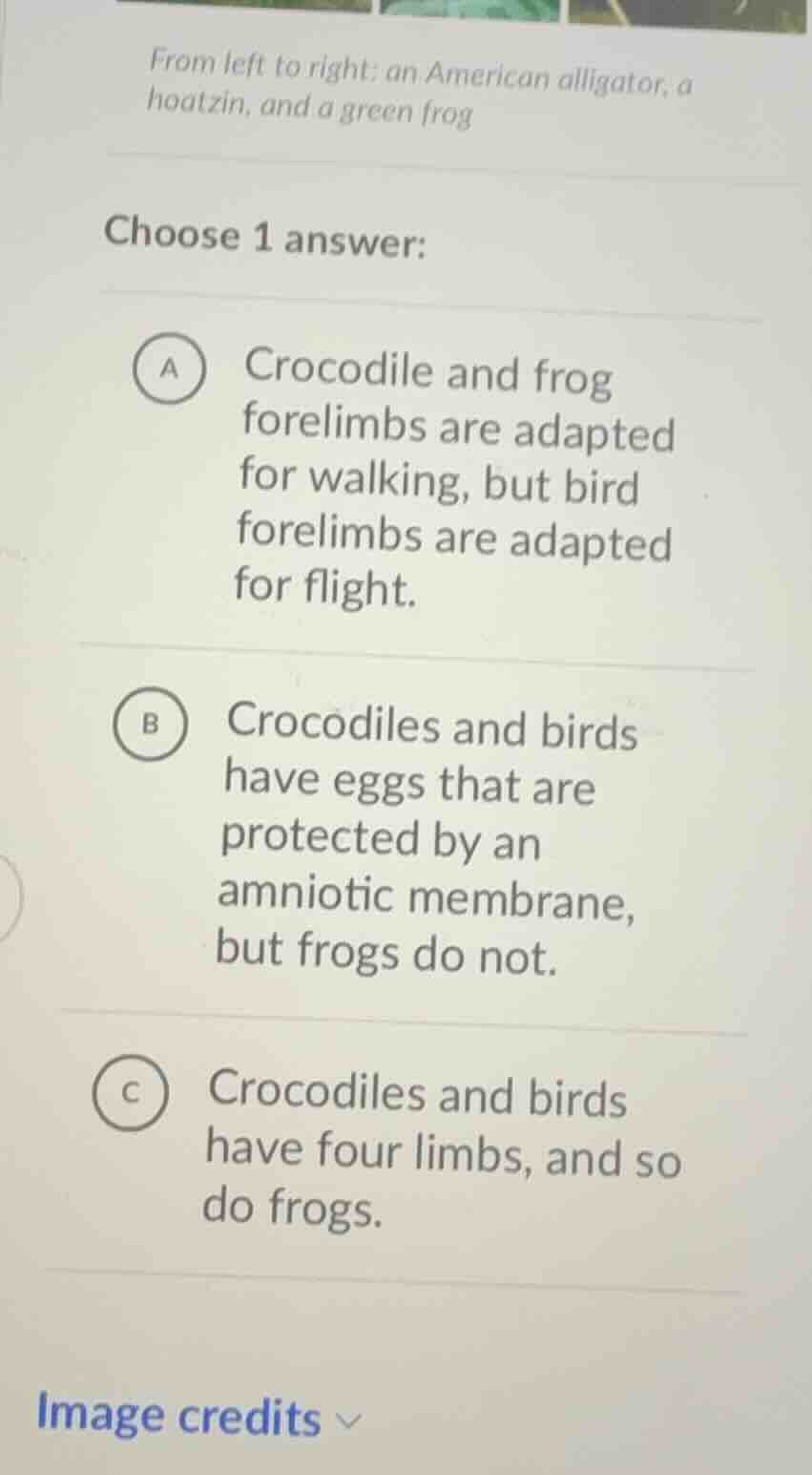 from left to right: an american alligator, a hoatzin, and a green frog …