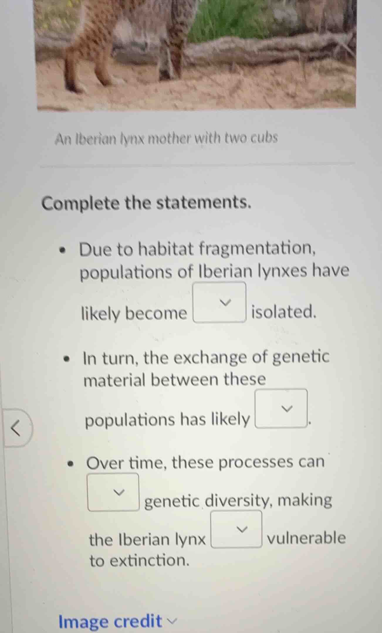 an iberian lynx mother with two cubs complete the statements. - due to …