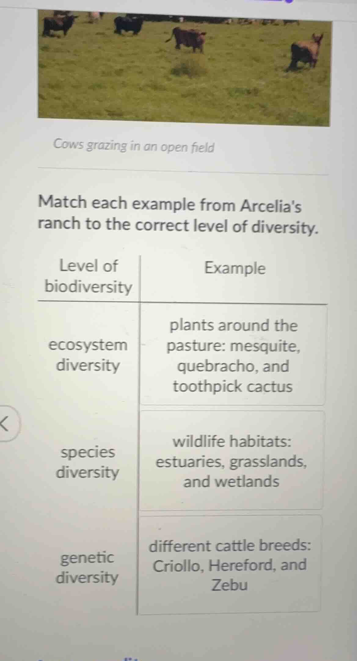 cows grazing in an open field match each example from arcelias ranch to…