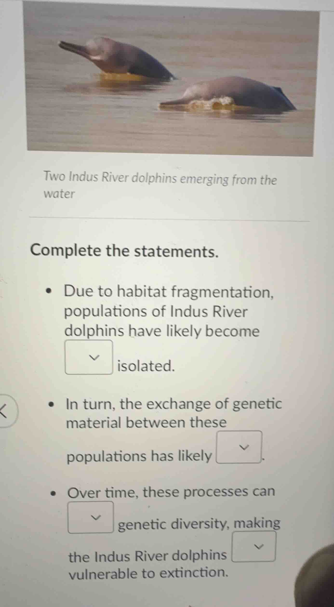 two indus river dolphins emerging from the water complete the statement…