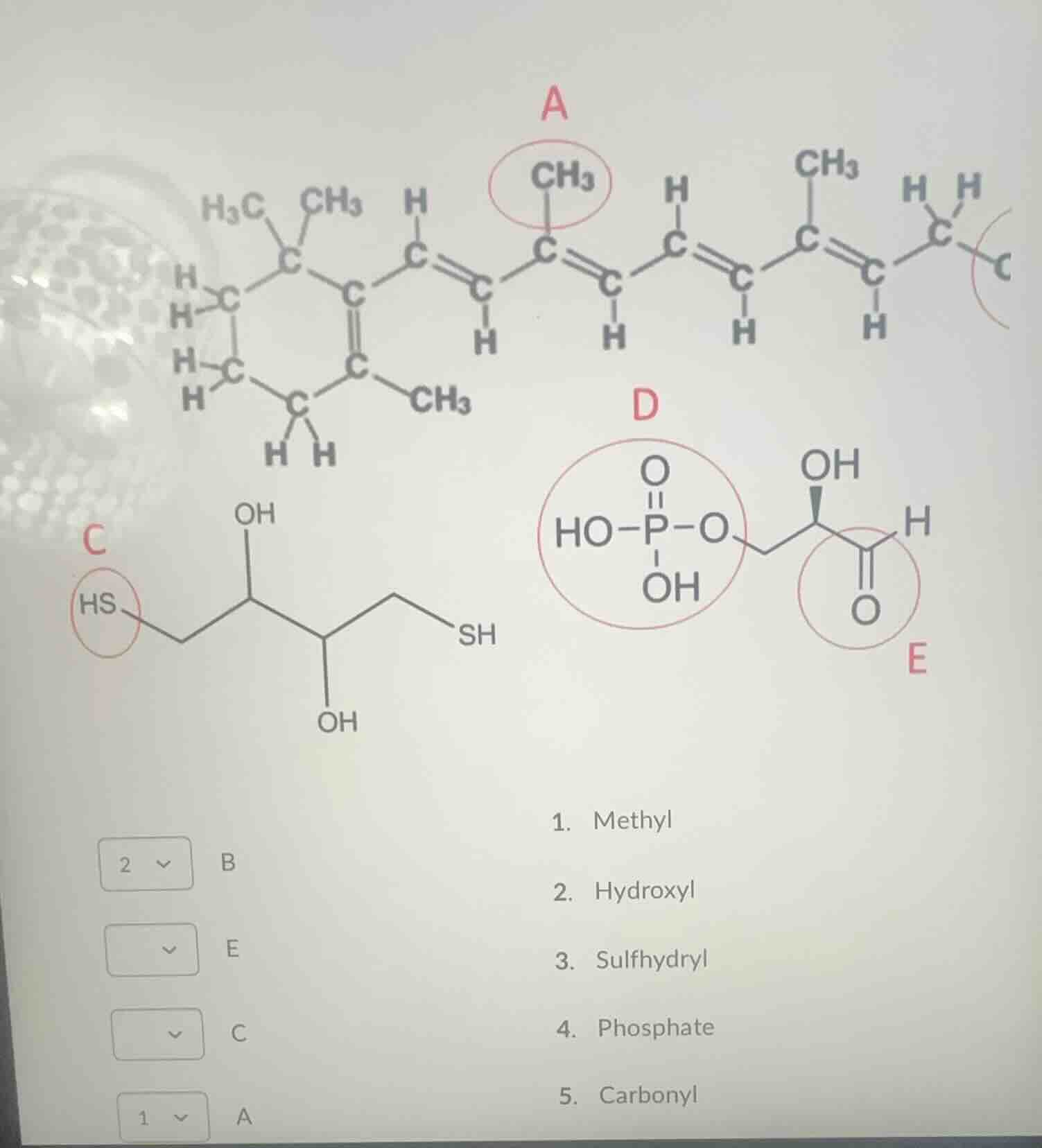 1. methyl 2. hydroxyl 3. sulfhydryl 4. phosphate 5. carbonyl match the …