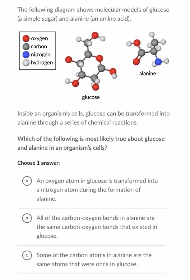 the following diagram shows molecular models of glucose (a simple sugar…