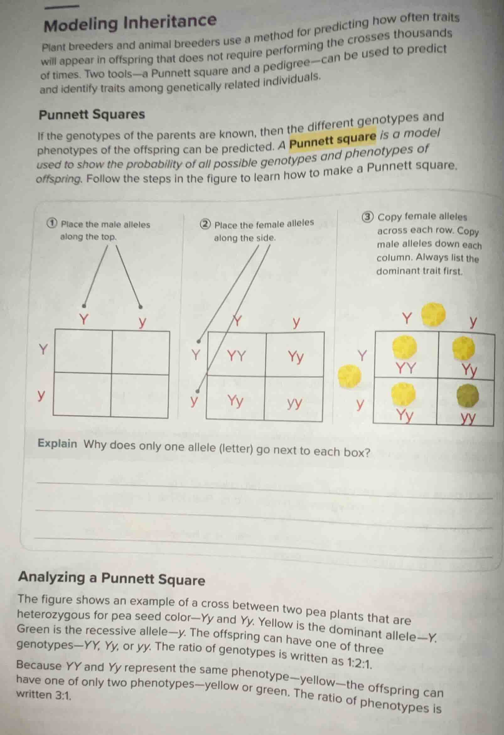 modeling inheritance\nplant breeders and animal breeders use a method for predicting how often traits will appear in offspring that does not require performing the crosses thousands of times. two tools—a punnett square and a pedigree—can be used to predict and identify traits among genetically related individuals.\npunnett squares\nif the genotypes of the parents are known, then the different genotypes and phenotypes of the offspring can be predicted. a punnett square is a model used to show the probability of all possible genotypes and phenotypes of offspring. follow the steps in the figure to learn how to make a punnett square.\n① place the male alleles along the top.\n② place the female alleles along the side.\n③ copy female alleles across each row. copy male alleles down each column. always list the dominant trait first.\nexplain why does only one allele (letter) go next to each box?\n\nanalyzing a punnett square\nthe figure shows an example of a cross between two pea plants that are heterozygous for pea seed color—yy and yy. yellow is the dominant allele—y. green is the recessive allele—y. the offspring can have one of three genotypes—yy, yy, or yy. the ratio of genotypes is written as 1:2:1.\nbecause yy and yy represent the same phenotype—yellow—the offspring can have one of only two phenotypes—yellow or green. the ratio of phenotypes is written 3:1.