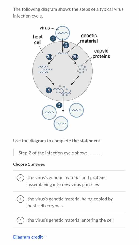 the following diagram shows the steps of a typical virus infection cycl…