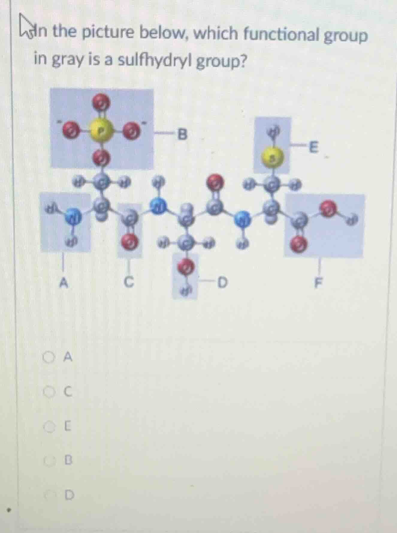in the picture below, which functional group in gray is a sulfhydryl gr…