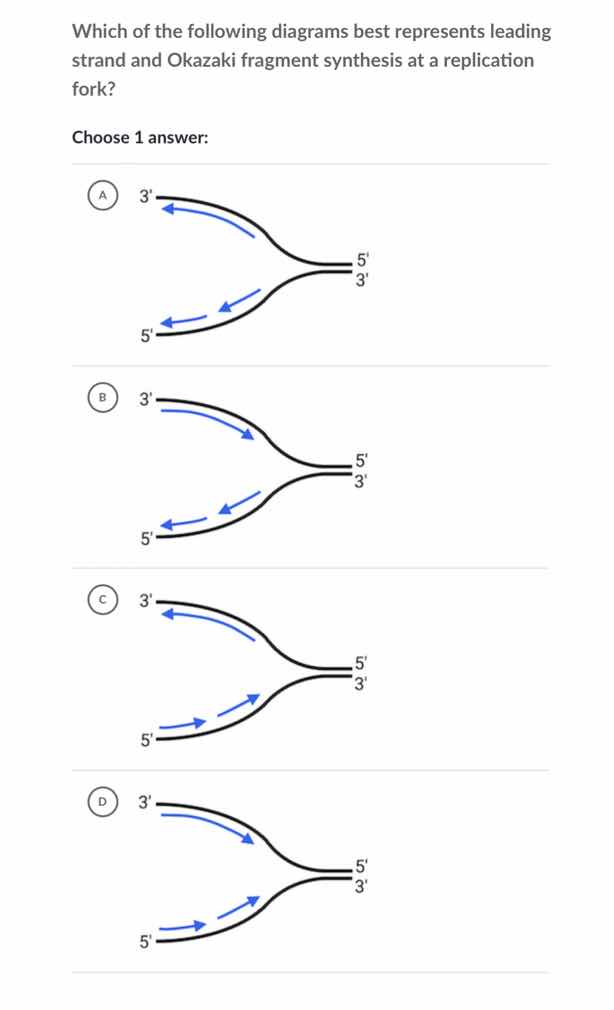 which of the following diagrams best represents leading strand and okaz…