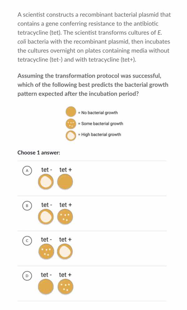 a scientist constructs a recombinant bacterial plasmid that contains a …