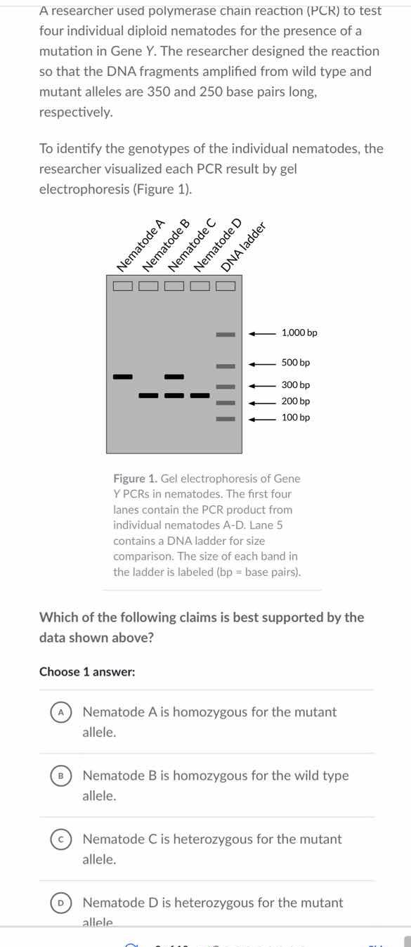 a researcher used polymerase chain reaction (pcr) to test four individu…