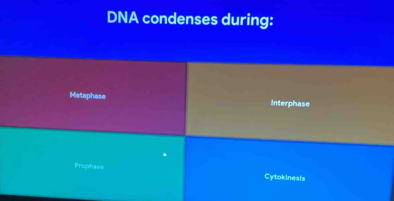 dna condenses during: metaphase interphase prophase cytokinesis