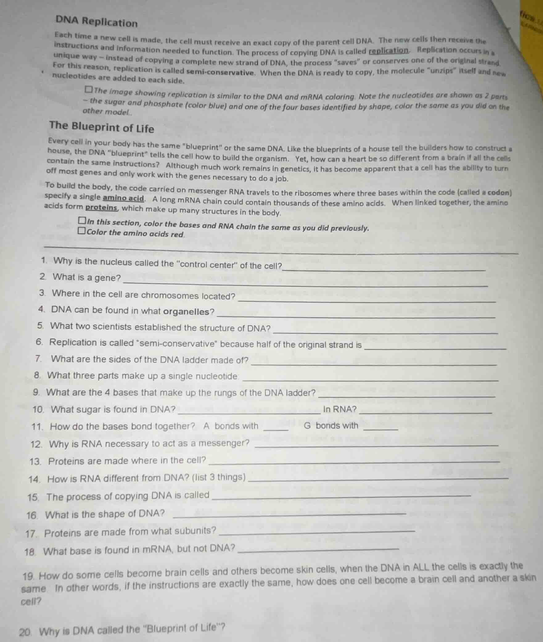 dna replication each time a new cell is made, the cell must receive an …