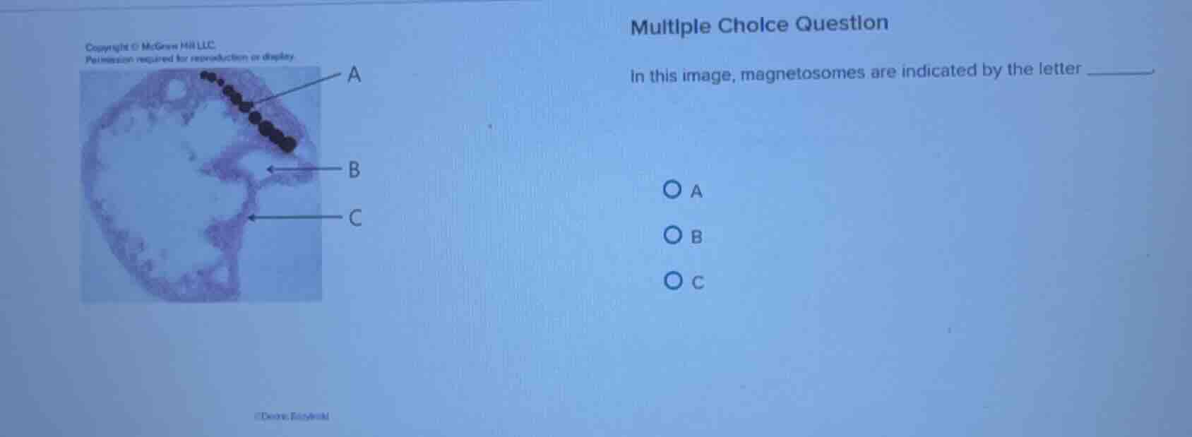 multiple choice question in this image, magnetosomes are indicated by t…