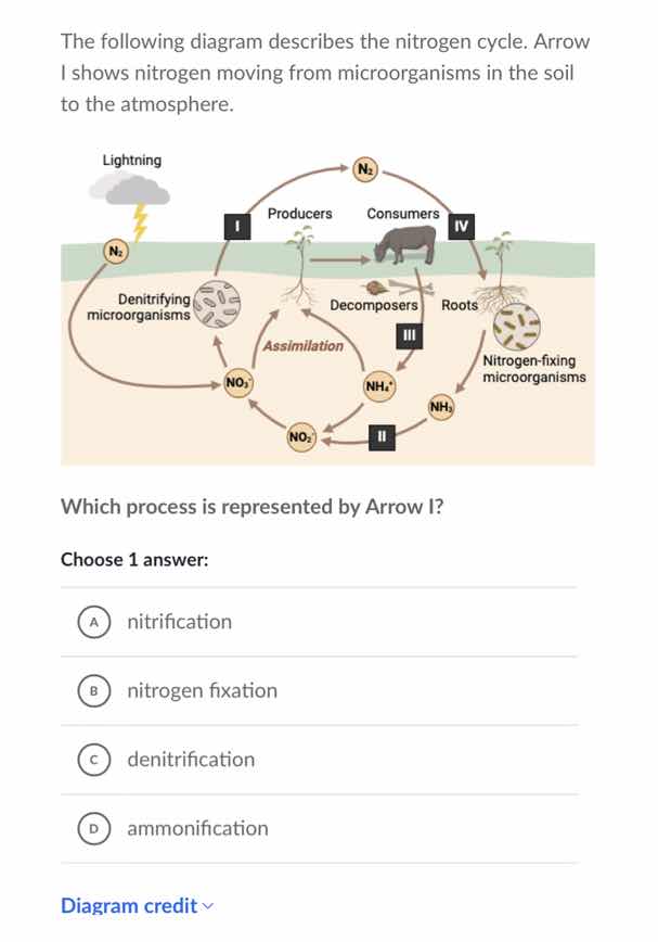 the following diagram describes the nitrogen cycle. arrow i shows nitro…