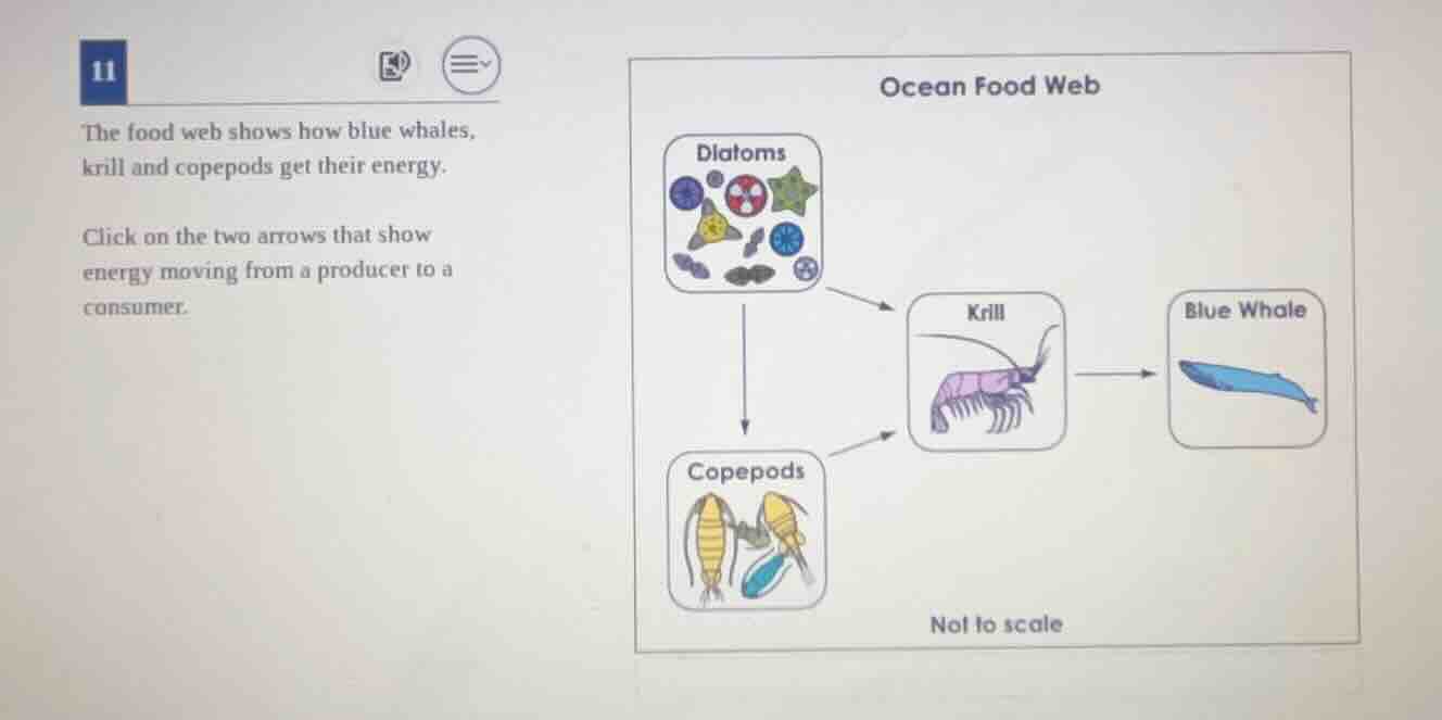 11 the food web shows how blue whales, krill and copepods get their ene…
