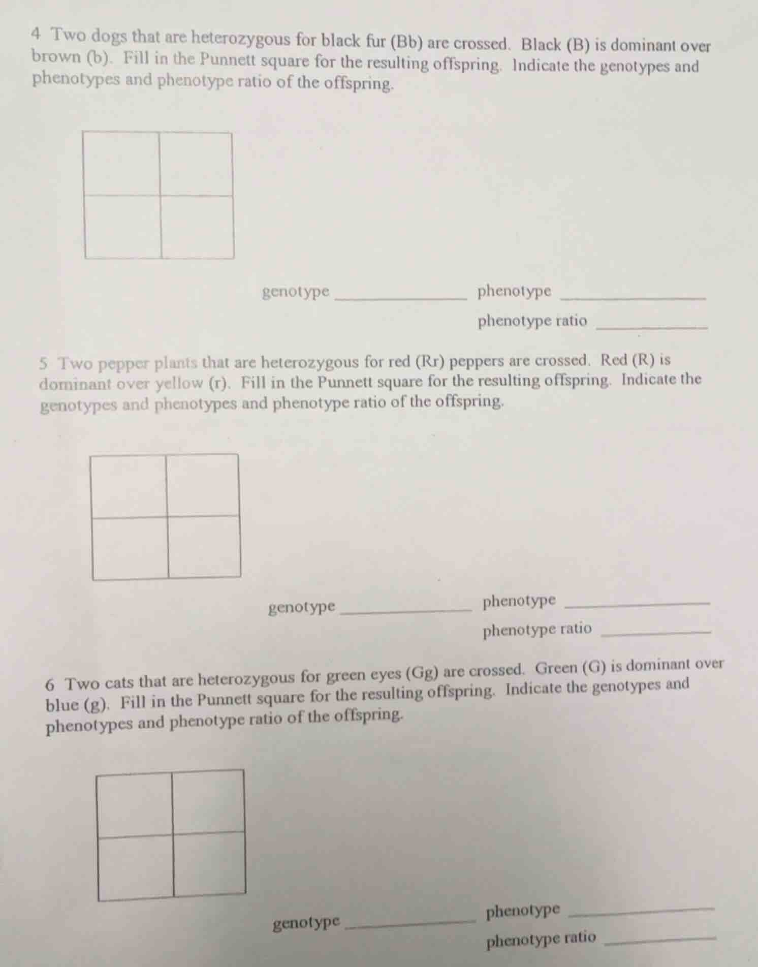 4 two dogs that are heterozygous for black fur (bb) are crossed. black …