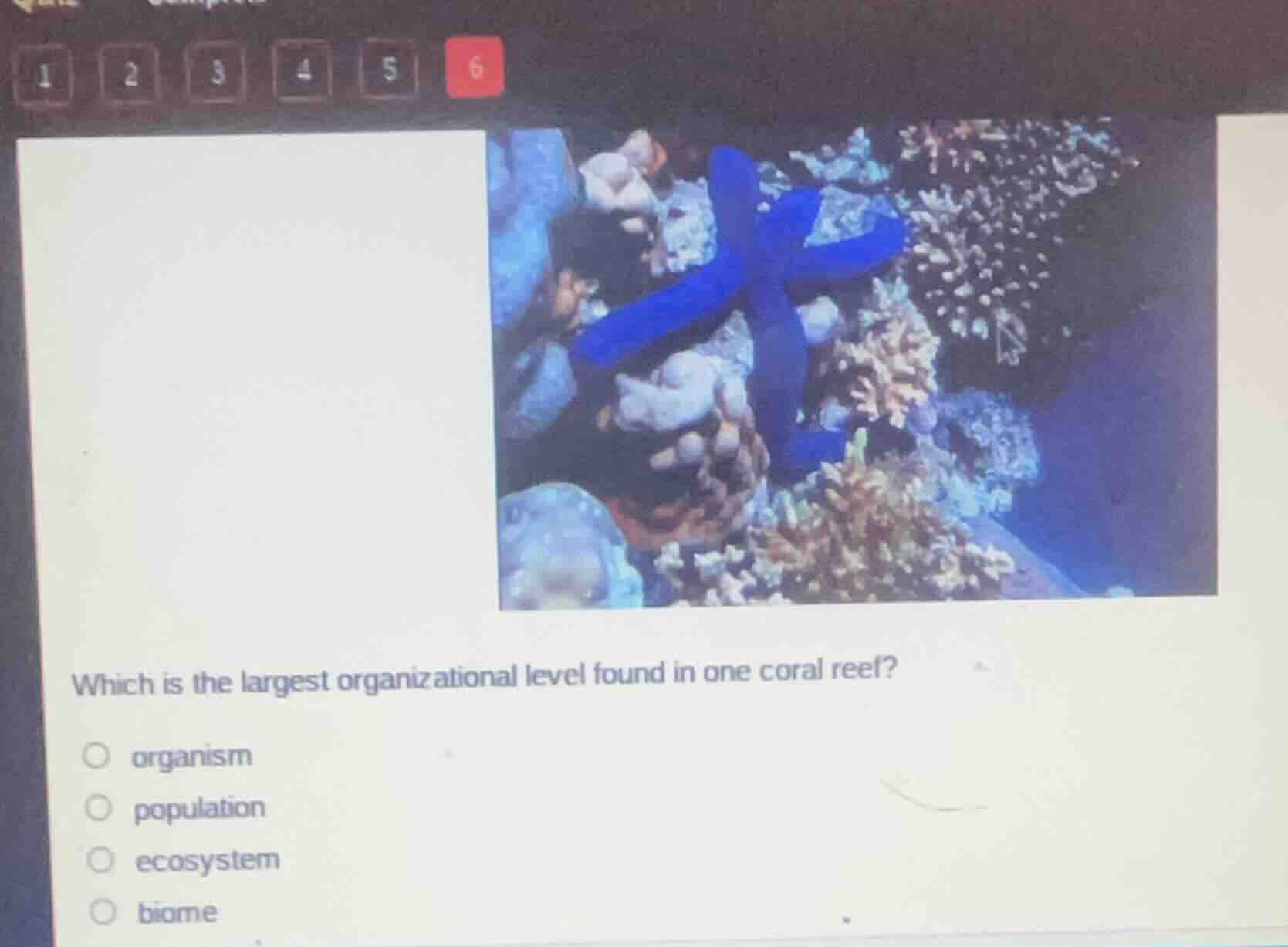 which is the largest organizational level found in one coral reef? \n○ organism\n○ population\n○ ecosystem\n○ biome