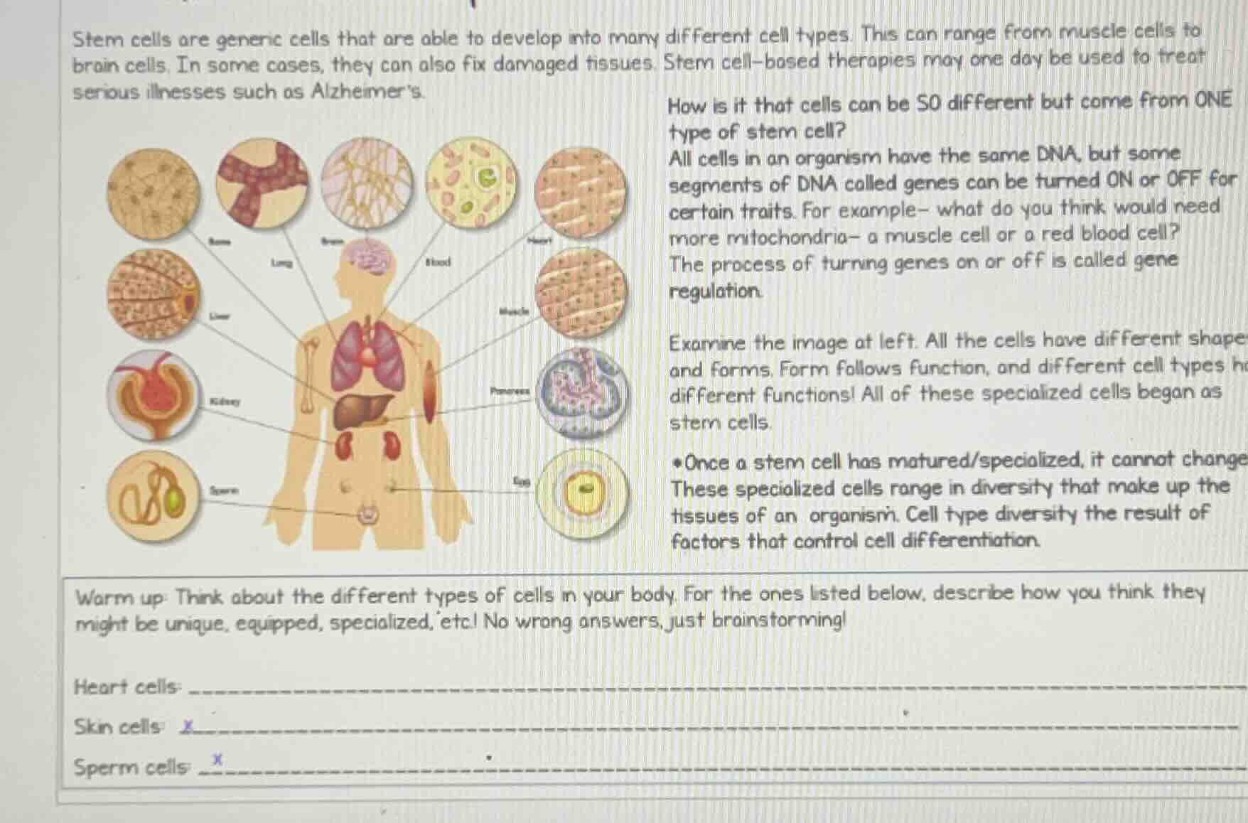 stem cells are generic cells that are able to develop into many differe…